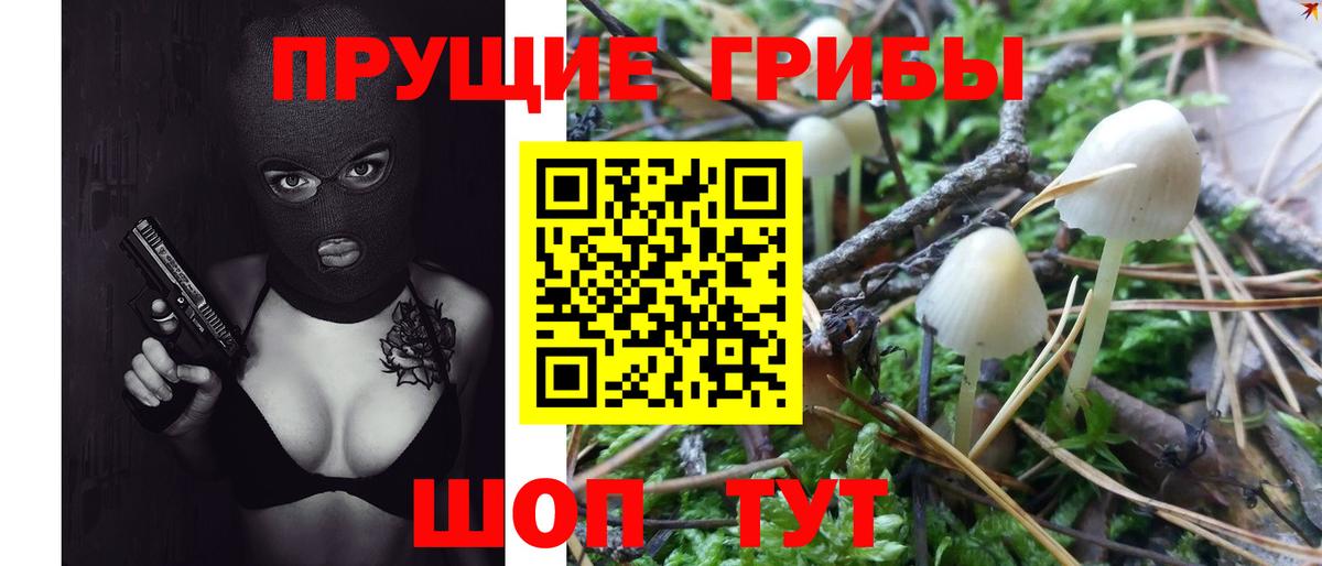 Псилоцибиновые грибы мицелий Кузнецк